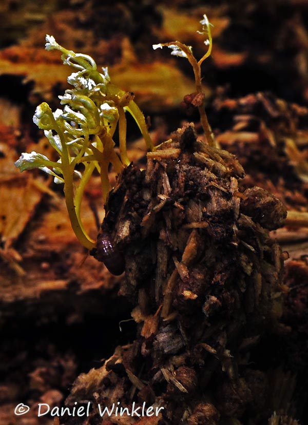 Isaria tenuipes – Cordyceps anamorph buried in wood 