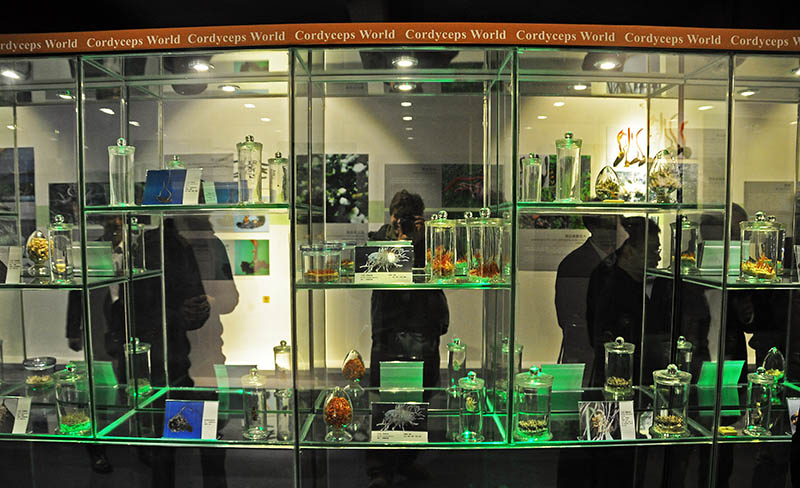 cordyceum display shelf