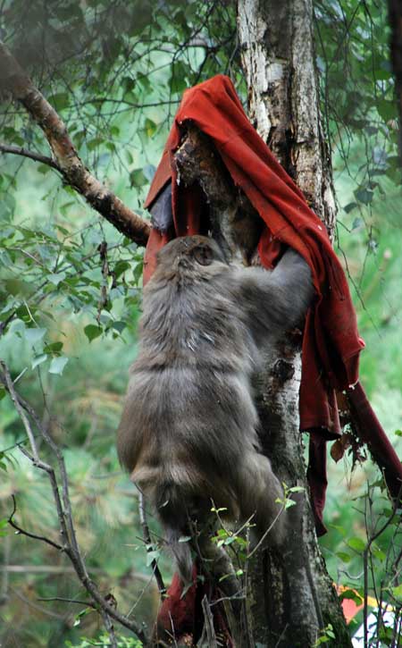 Tibetan Macaque (Macaca thibetana?)