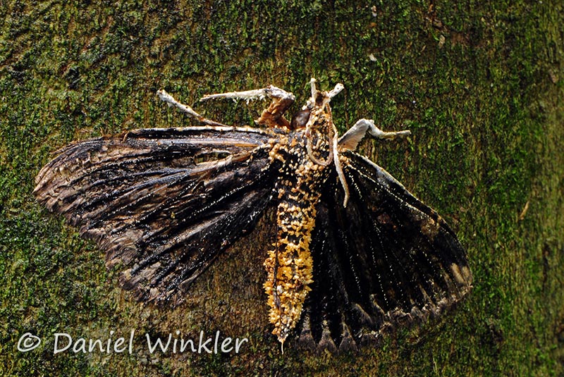 moth Cordyceps anamorph