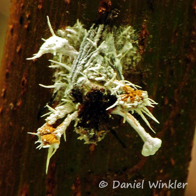 Ophiocordyceps dipterigena Sporothrix isarioides