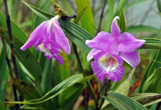 Sobralia orchid Yungas Bolivia