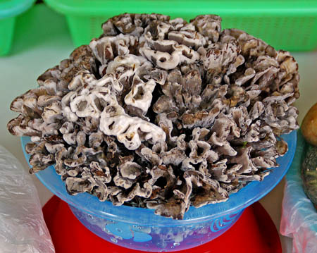 Thelephora ganbajun, Gan ba Jun, Ganba Jun, Yunnan edible mushrooms China, 干巴菌