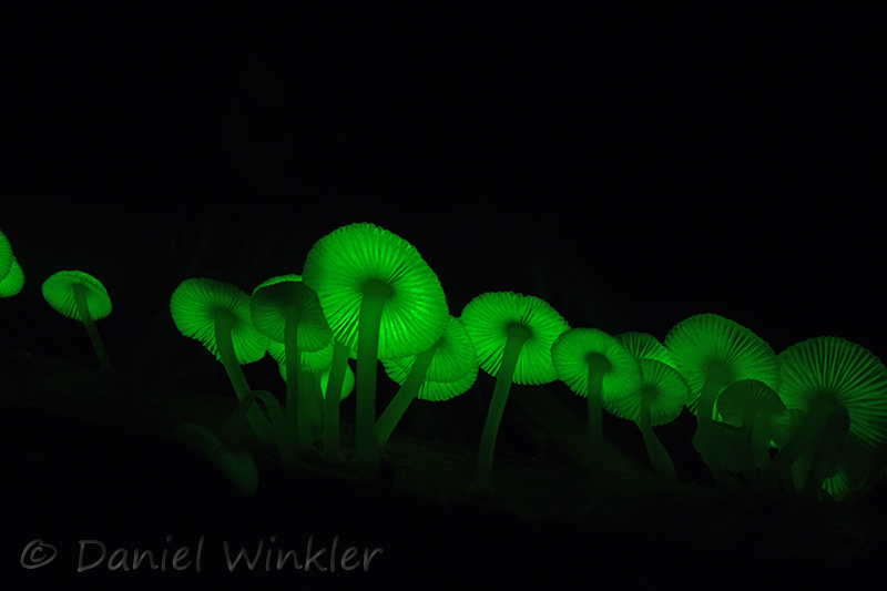 bioluminescent Mycena chlorophos