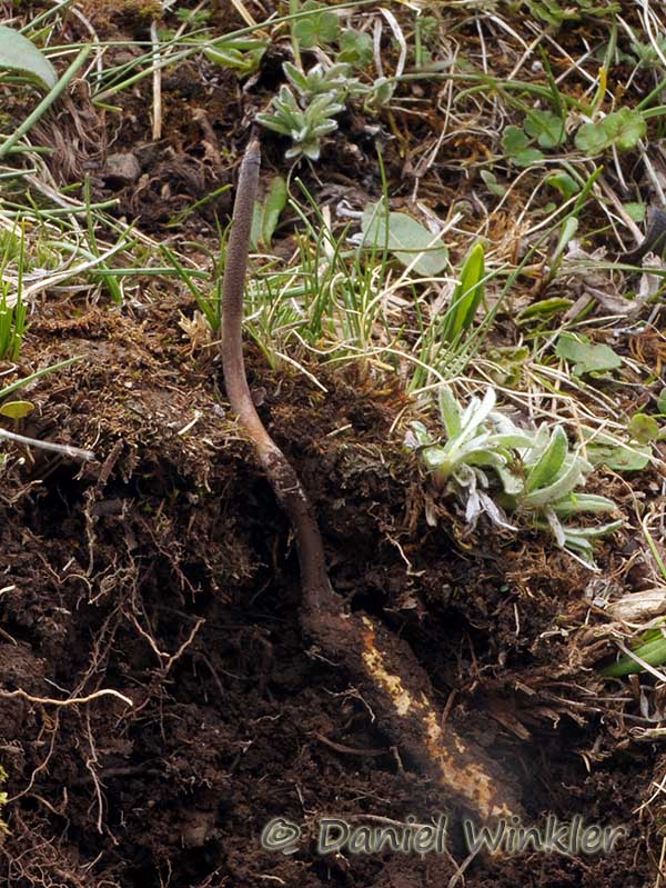 Ophiocordyceps_sinensis, Yartsa gunbu in ground, in situ