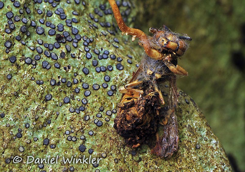 Ophiocordyceps sphecocephala wasp Asheville NC 