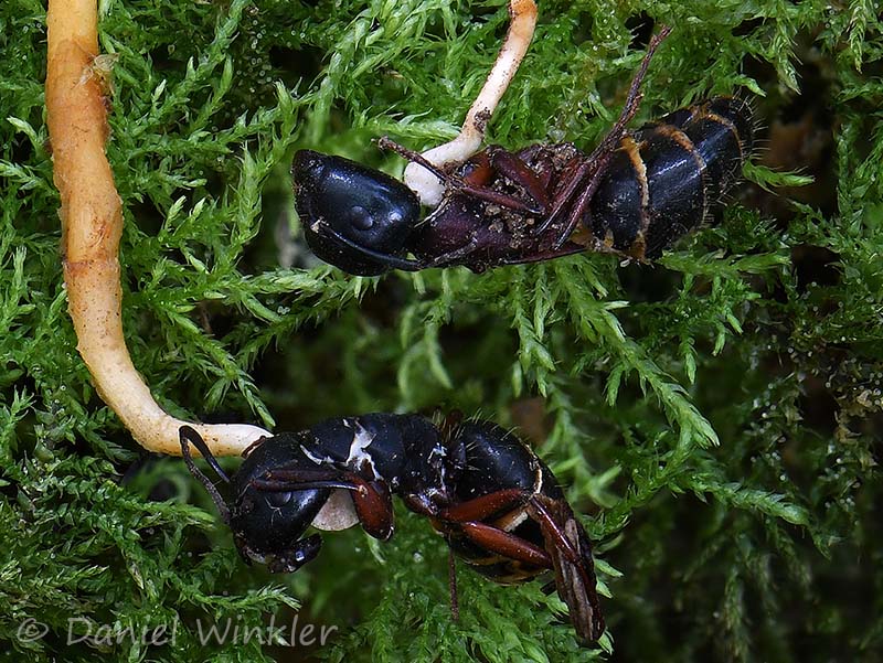 Ophiocordyceps myrmecophila Parasitizing Camponotus modoc ants