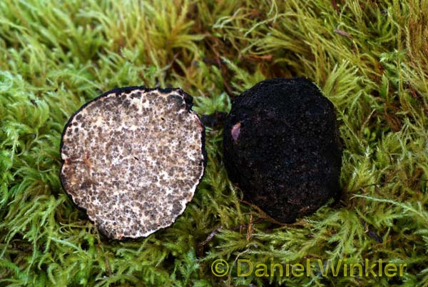 Leucangium carthusianum Oregon Black truffle
