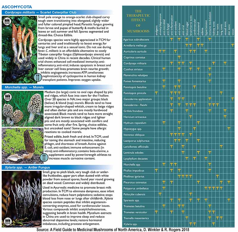 NA_Medicinal_Mushrooms_Ascomycota Chart Ms.jpg