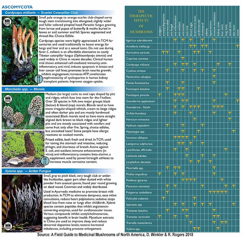 Medicinal Mushroom Chart